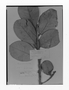 Field Museum photo negatives collection; Genève specimen of Oxythece hahniana Pierre, MARTINIQUE, L. Hahn 1365, Type [status unknown], G