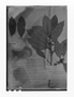 Field Museum photo negatives collection; Genève specimen of Pouteria egregia Sandwith, BRITISH GUIANA [Guyana], N. Y. Sandwith 573, Isotype, G