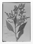 Field Museum photo negatives collection; Genève specimen of Buddleja longifolia Kunth, PERU, A. Mathews 3131, G