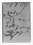 Field Museum photo negatives collection; Genève specimen of Spigelia humilis Benth., GUYANA, R. H. Schomburgk 536, Type [status unknown], G