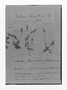 Field Museum photo negatives collection; Genève specimen of Gentiana briquetiana Gilg, BOLIVIA, G. Mandon 361, Isotype, G
