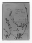Field Museum photo negatives collection; Genève specimen of Gentiana multicaulis (Don) Gilg, PERU, H. Ruíz L., Isotype, G