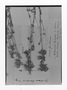 Field Museum photo negatives collection; Genève specimen of Gentiana stuckertii Briq., ARGENTINA, T. J. V. Stuckert 21714, Type [status unknown], G