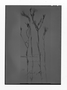 Field Museum photo negatives collection; Genève specimen of Schultesia benthamiana Klotzsch, GUYANA, Schomburgk 789, Type [status unknown], G