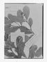 Field Museum photo negatives collection; Genève specimen of Ambelania cuneata Müll. Arg., BRAZIL, R. Spruce 3528, Holotype, G
