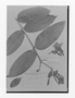 Field Museum photo negatives collection; Genève specimen of Ambelania grandiflora Huber, BRAZIL, J. E. Huber s.n., Isotype, G