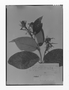 Field Museum photo negatives collection; Genève specimen of Dipladenia stenoloba Van Heurck & Müll. Arg., ECUADOR, R. Spruce 5390, Isotype, G