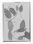 Field Museum photo negatives collection; Genève specimen of Echites tubulosus Benth., GUYANA, Schomburgk 311, Isotype, G