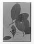 Field Museum photo negatives collection; Genève specimen of Tabernaemontana sprucei Müll. Arg., BRAZIL, R. Spruce 2594, Syntype, G