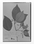 Field Museum photo negatives collection; Genève specimen of Rauvolfia sprucei Müll. Arg., BRAZIL, R. Spruce 1732, Type [status unknown], G