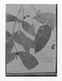 Field Museum photo negatives collection; Genève specimen of Zschokkea aculeata Ducke, BRAZIL, A. Ducke 14972, Syntype, G