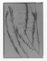 Field Museum photo negatives collection; Genève specimen of Ditassa taxifolia Decne., BRITISH GUIANA [Guyana], Schomburgk 1043, Holotype, G