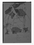 Field Museum photo negatives collection; Genève specimen of Mitostigma cionophorum Griseb., ARGENTINA, P. G. Lorentz 1030, Type [status unknown], G