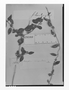 Field Museum photo negatives collection; Genève specimen of Metastelma campanulatum Decne., BRAZIL, Schomburgk 847, Isotype, G