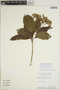 Sloanea laxiflora Spruce ex Benth., Peru, W. Pariona 36, F