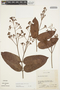 Forsteronia acouci (Aubl.) A. DC., Peru, C. H. Dodson 3009, F