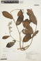 Forsteronia graciloides Woodson, PERU, R. Kayap 411, F