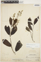 Forsteronia graciloides Woodson, PERU, Ll. Williams 4011, F