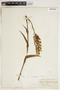 Platanthera blephariglottis image