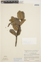 Galactophora schomburgkiana Woodson, VENEZUELA, J. A. Steyermark 93755, F