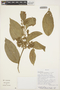 Geissospermum reticulatum A. H. Gentry, BOLIVIA, T. J. Killeen 4380, F