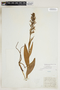 Platanthera lacera image