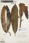 Himatanthus tarapotensis (Markgr.) Plumel, PERU, T. C. Plowman 6679, F