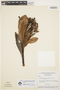 Himatanthus tarapotensis (Markgr.) Plumel, BRAZIL, G. T. Prance 3000, F