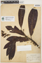 Himatanthus tarapotensis (Markgr.) Plumel, BOLIVIA, N. L. Britton 1679, F