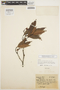 Malouetia amazonica M. E. Endress, BRAZIL, A. Ducke 1900, Paratype, F