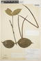 Malouetia flavescens (Willd.) Müll. Arg., BRAZIL, G. T. Prance 7477, F