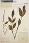 Malouetia guianensis (Aubl.) Miers, FRENCH GUIANA, J. L. A. Sagot 392, F