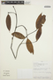 Malouetia tamaquarina (Aubl.) A. DC., PERU, A. H. Gentry 31486, F