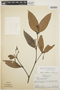 Malouetia tamaquarina (Aubl.) A. DC., BRAZIL, H. S. Irwin 47281, F