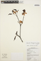 Malouetia tamaquarina (Aubl.) A. DC., GUYANA, M. J. Jansen-Jacobs 1690, F