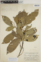 Sloanea latifolia (Rich.) K. Schum., BRAZIL, B. A. Krukoff 8555, F