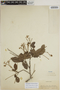 Sloanea latifolia (Rich.) K. Schum., PERU, G. Klug 561, F