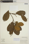 Sloanea latifolia (Rich.) K. Schum., BRAZIL, C. A. Cid Ferreira 7347, F