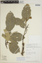 Sloanea latifolia (Rich.) K. Schum., PERU, Rod. Vásquez 6320, F