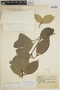 Sloanea latifolia (Rich.) K. Schum., BRAZIL, A. Ducke 1922, F