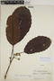 Sloanea macrophylla Benth. ex Turcz., VENEZUELA, 14951, F