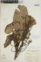 Sloanea floribunda Spruce ex Benth., BRAZIL, W. A. Rodrigues 6004, F