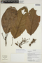 Sloanea aequatorialis T. D. Penn., Ecuador, K. Romoleroux 2582, F