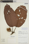 Sloanea macrophylla Benth. ex Turcz., PERU, A. H. Gentry 54643, F