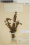 Sloanea fragrans Rusby, COLOMBIA, J. Cuatrecasas 14098, F