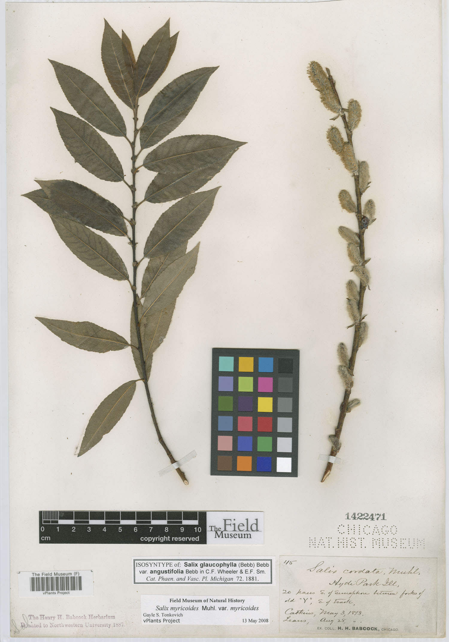 Salix glaucophylla var. angustifolia image