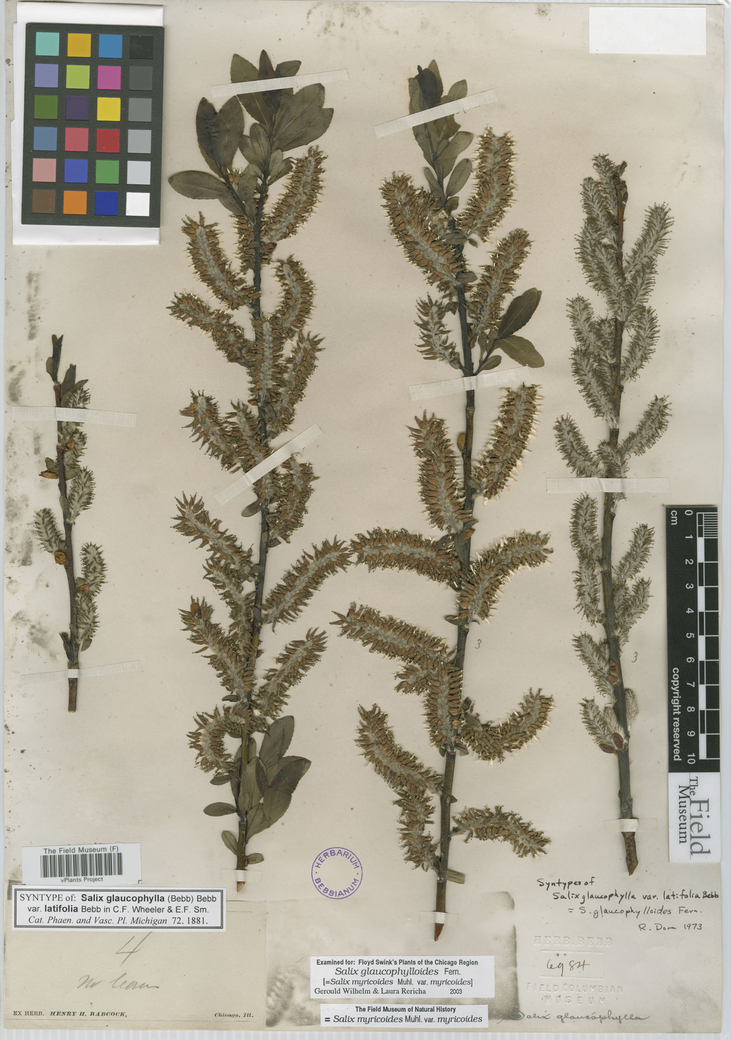 Salix glaucophylla image