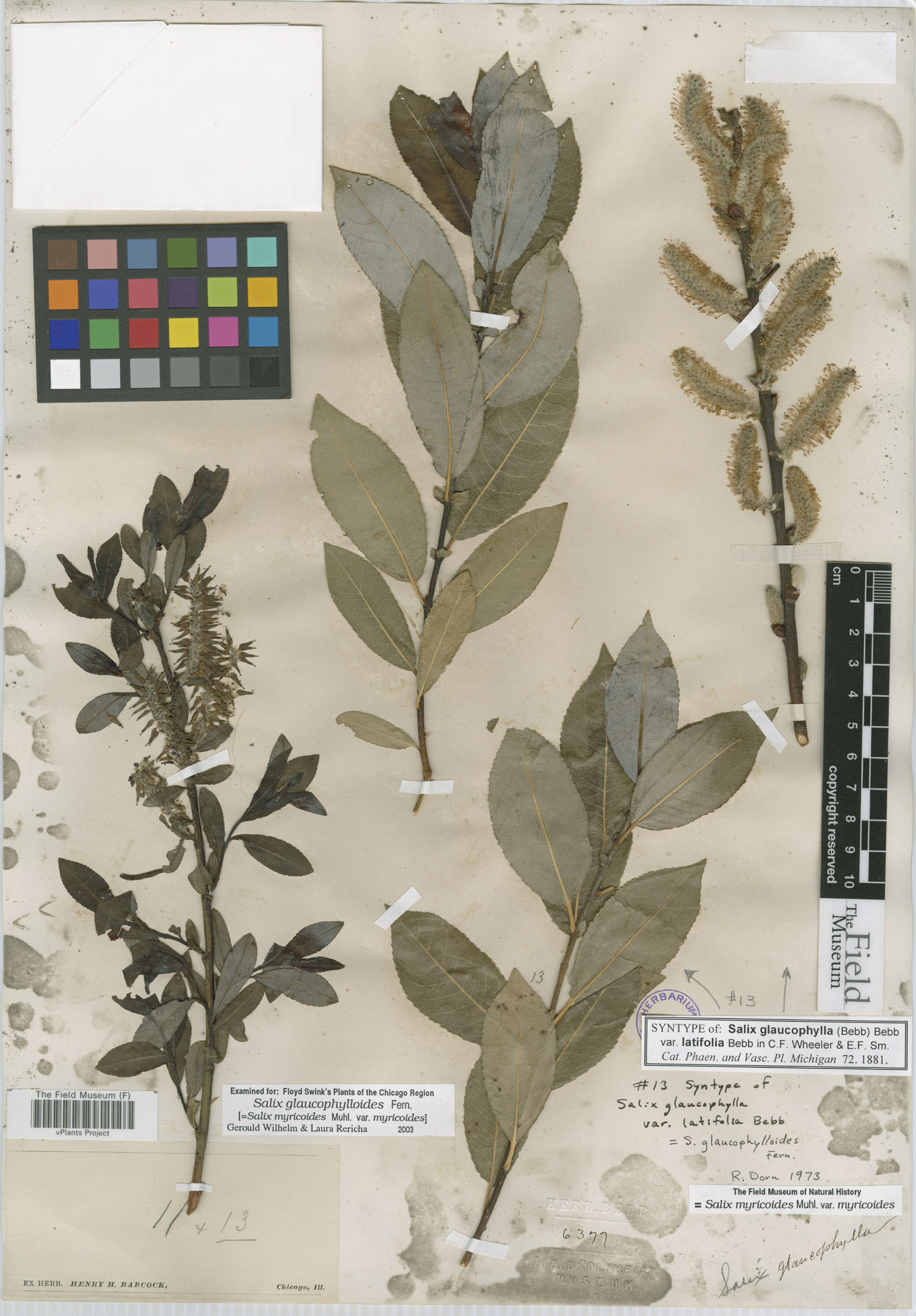 Salix glaucophylla var. latifolia image