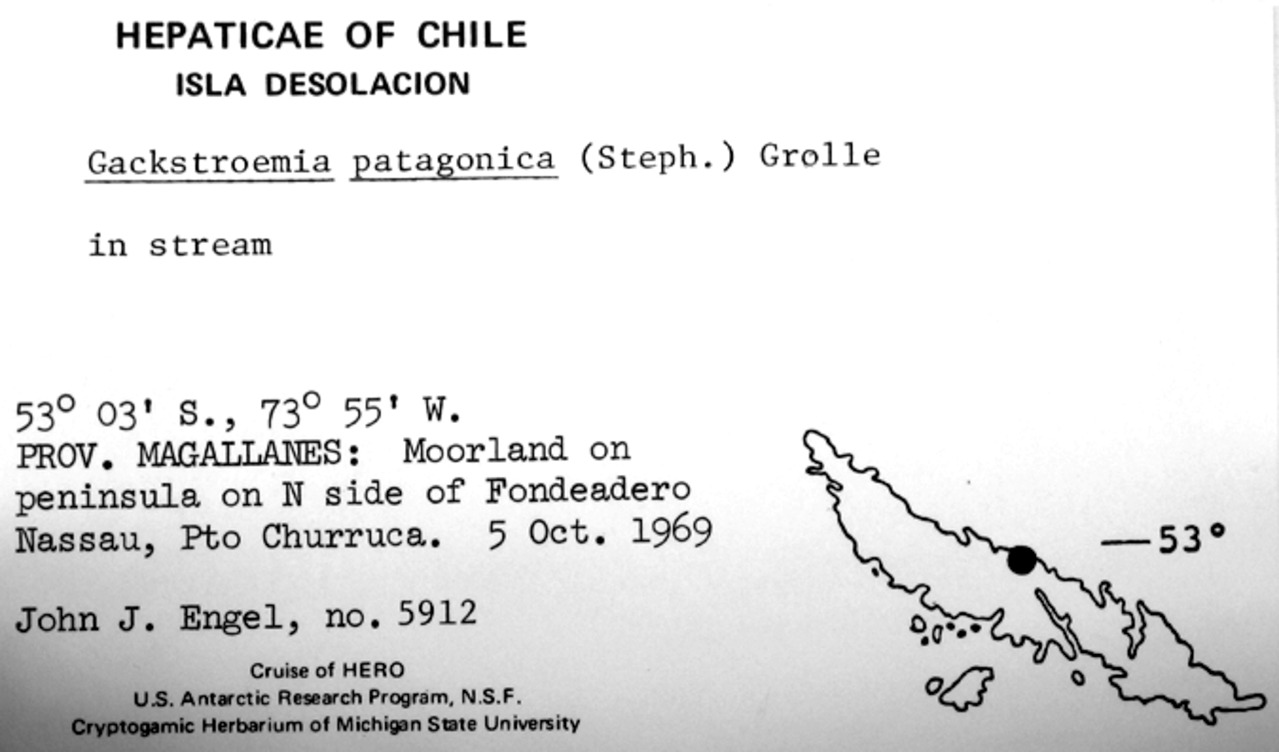 Gackstroemia patagonica image