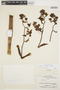Cyrtopodium punctatum (L.) Lindl., Peru, P. C. Hutchison 1587, F